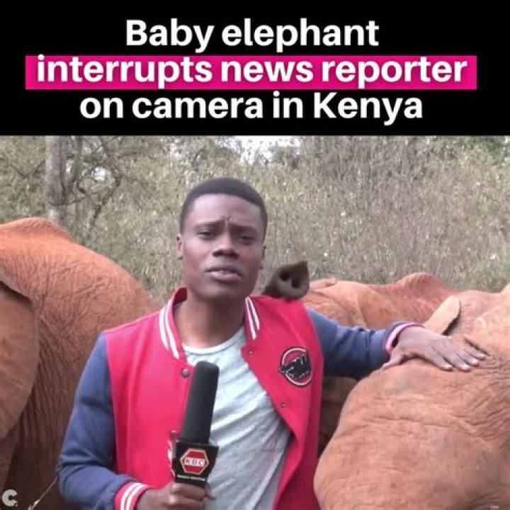 Baby Elephant Interrupts Reporter