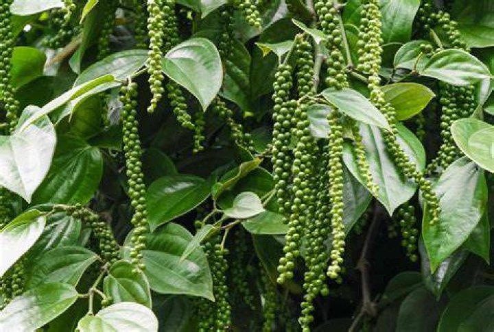 black pepper black pepper