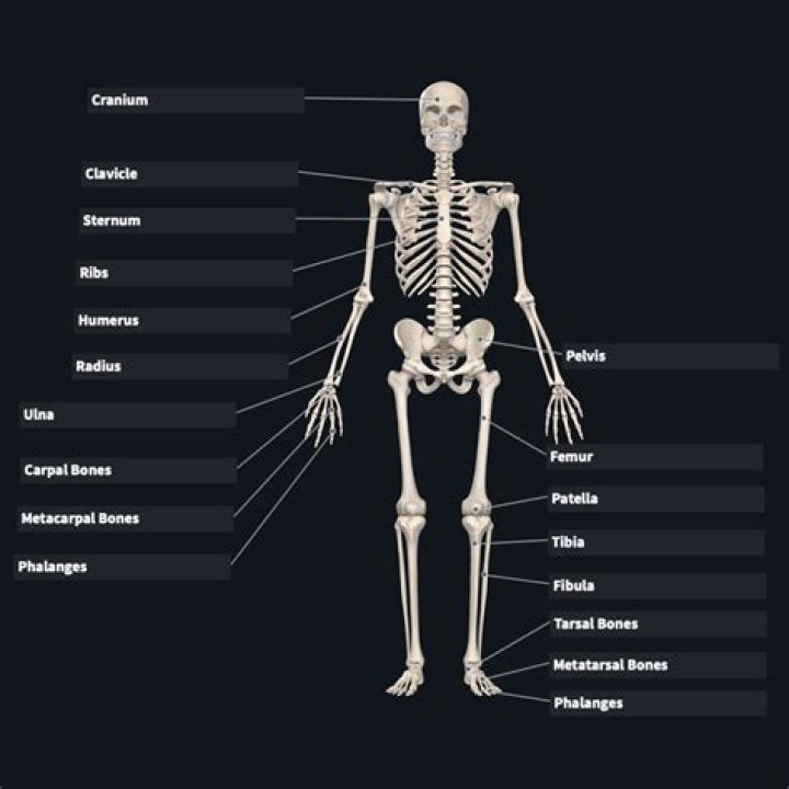 Bones