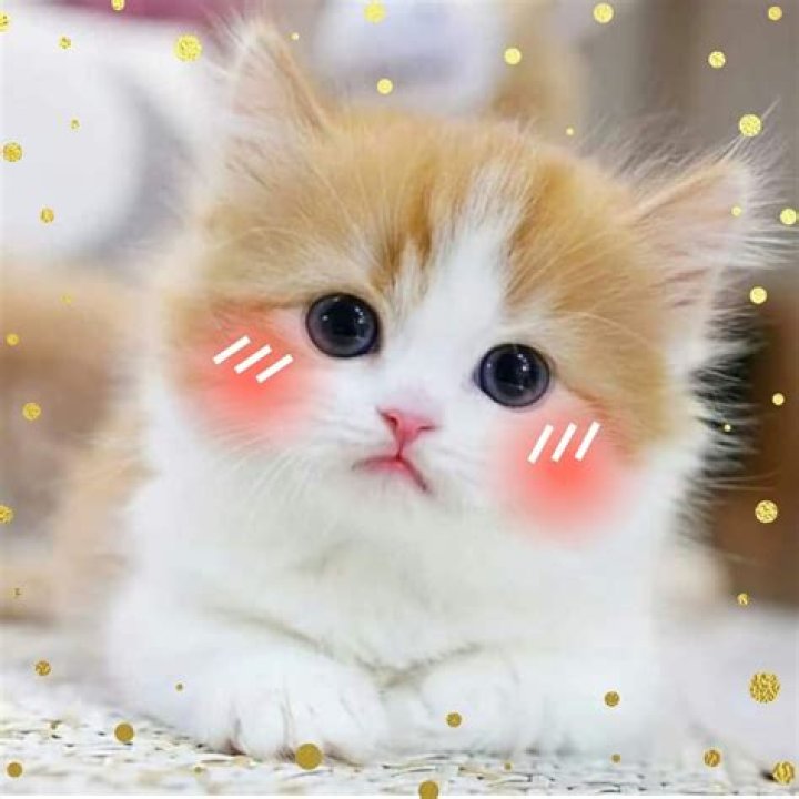 Cute meme images