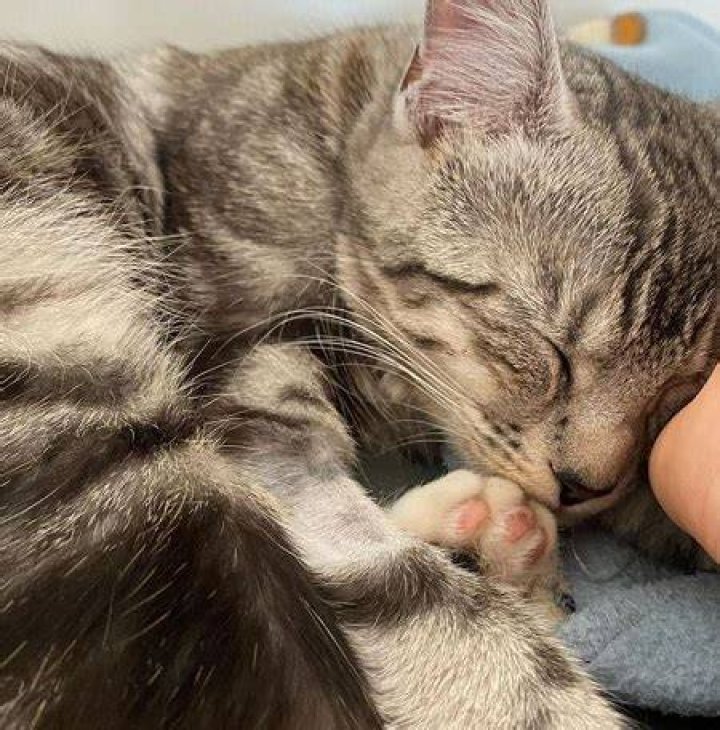 Daisy Maskell has a pet cat
