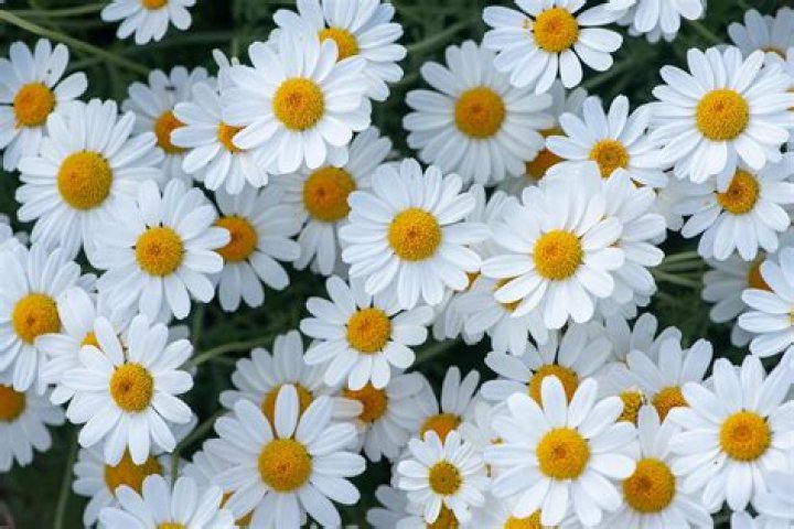 Daisy