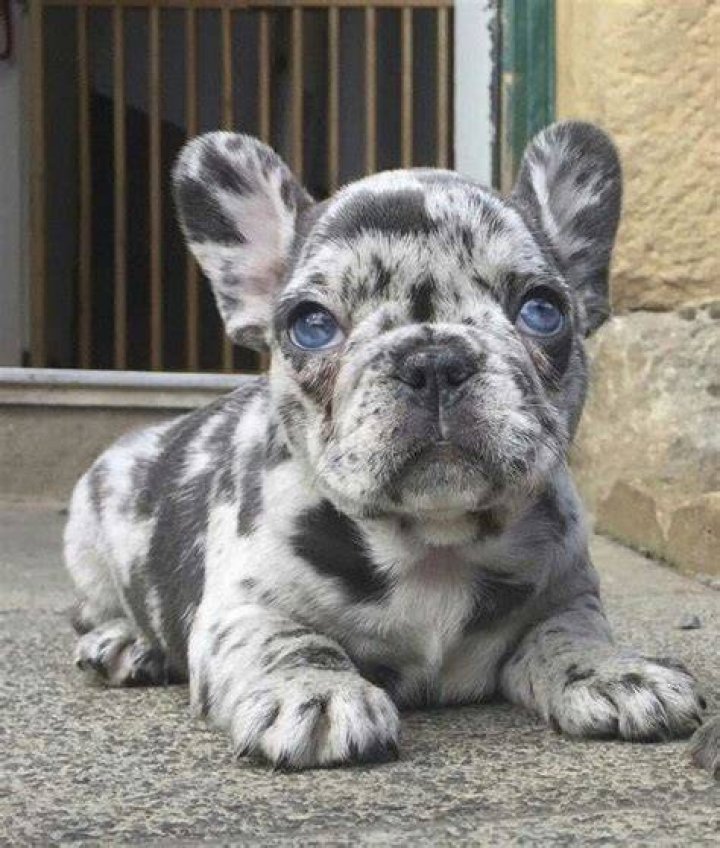 Frenchie