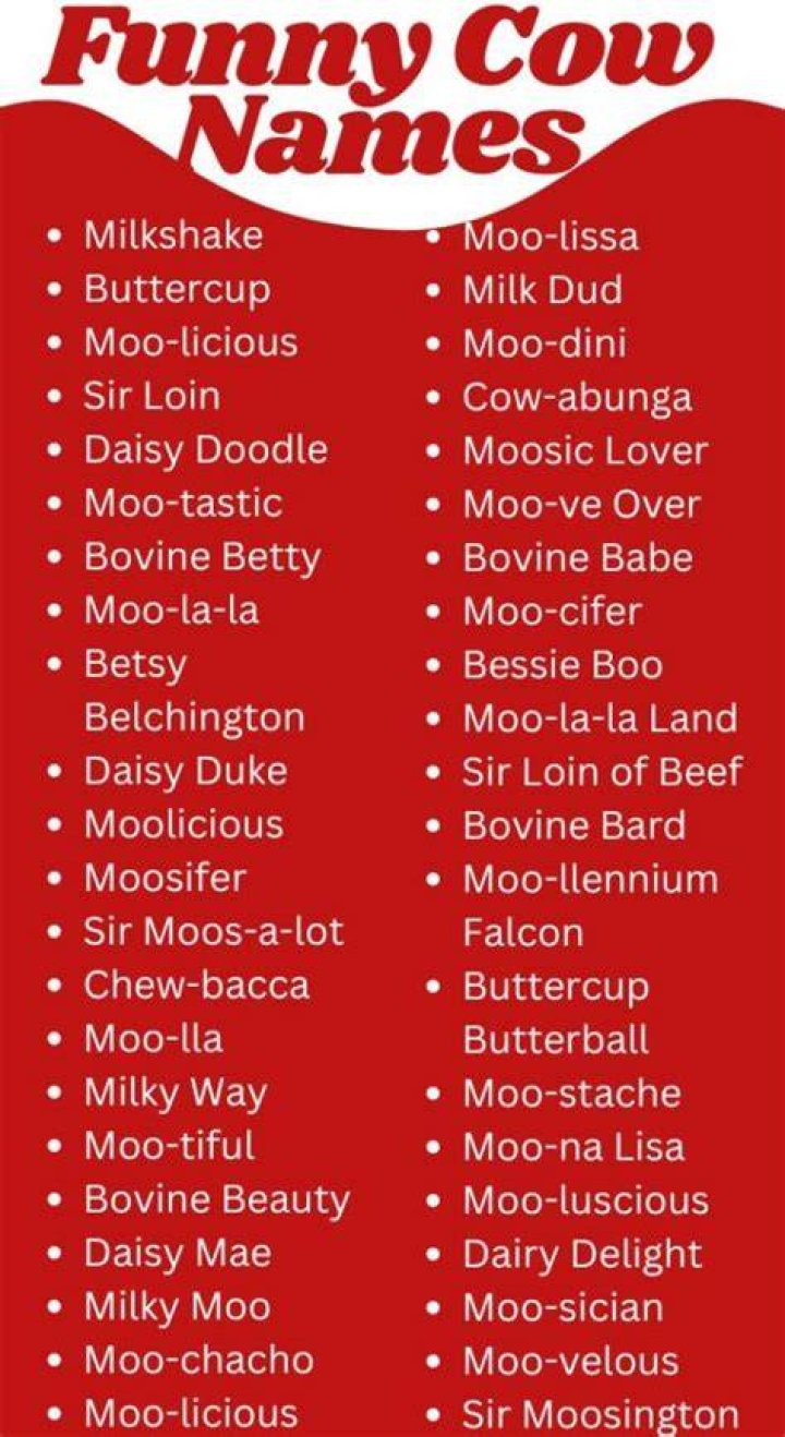 funny cow names funny cow names