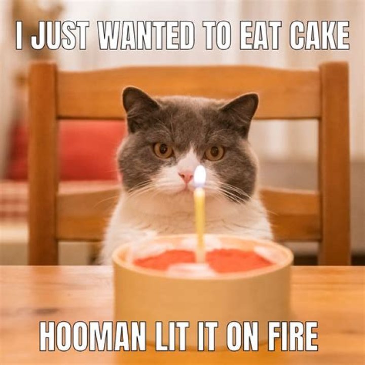 Funny memes