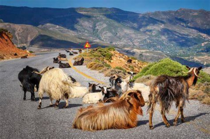 Goats On The Road Goats On The Road