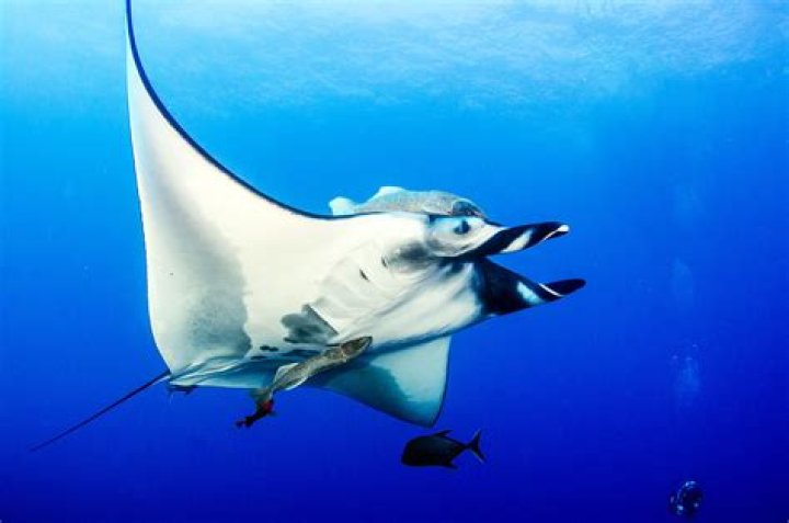 Is Ray