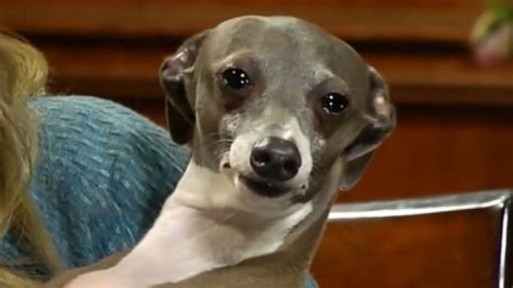 Kermit the Dog