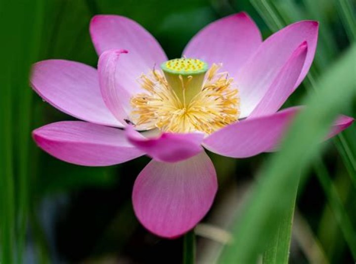 Lotus Blossom