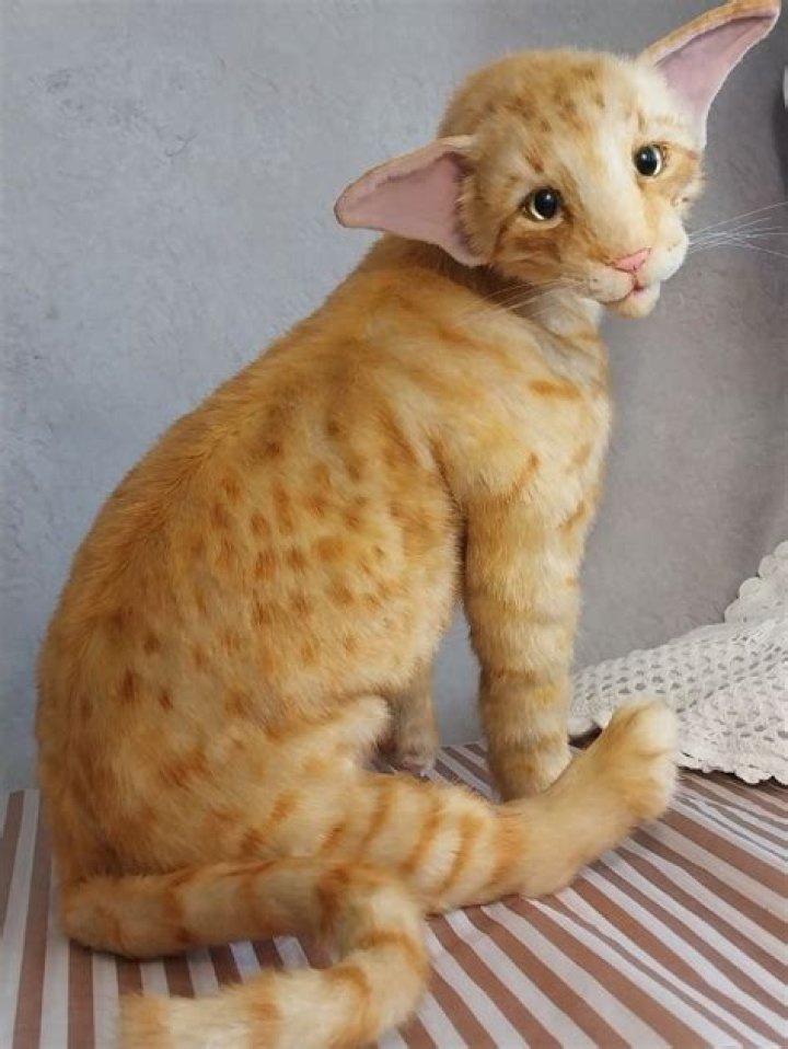 Nuri the Cat