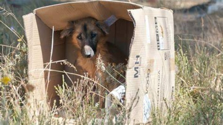 Perro Abandonado